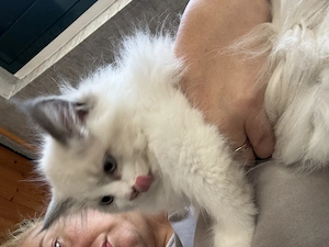 Reinrassige Neva Masquarade Kitten suchen New Hause 