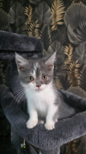 3 Süße Bkh kitten suchen ihre Dosenöffner 