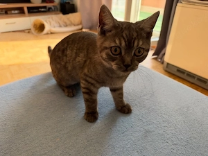 süße Britisch kurzhaar Katze Baby