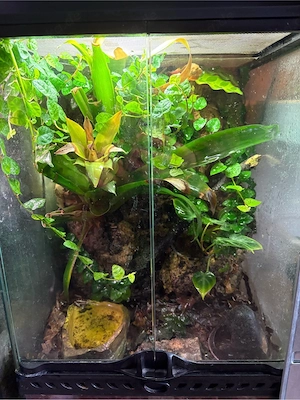 Terrarium 45x30x30cm mit Epipedobates anthonyi 1.1
