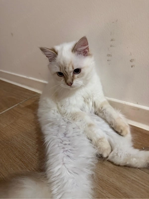 Zwei liebe Katzen abzugeben