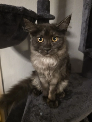 XXL main conn kitten  reinrassig  Mädels