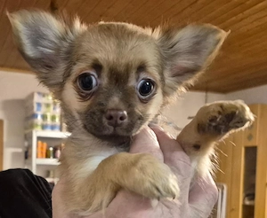 Reinrassige Chihuahua Welpen zu verkaufen 