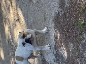 American Bully mini pocket  micro 