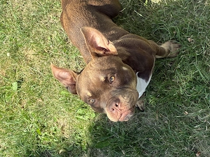 American Bully micro mini pocket 