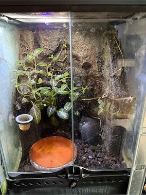Terrarium 45 30 30 cm mit Epipedobates anthonyi 1.1.4