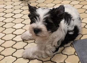 Biewer - black and tan Yorkshire Terrier 