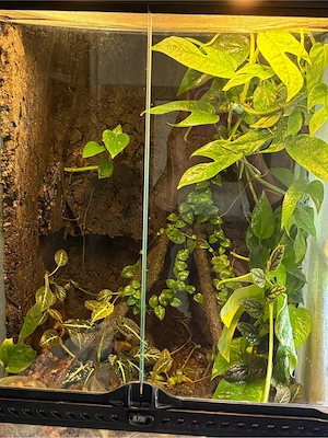 Terrarium 60 45 45 cm mit Dendrobates tinctorius Tumucumaque