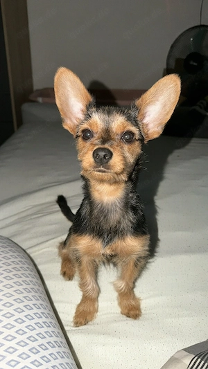 mischlingshund 