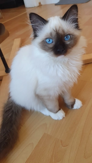 Heilige Birma Kitten -14 Wochen - abgabebereit