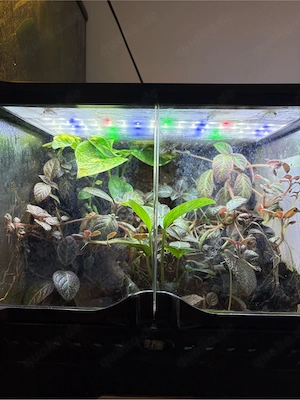 Terrarium 30 30 30 cm mit Jungferngeckos