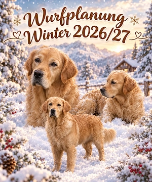 Edle Linien vereint - unsere besondere Golden Retriever Wurfplanung 