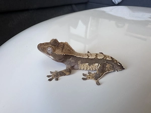 Wunderschöner Kronengecko Correlophus ciliatus | Harlequin   Flame NZ 06 26