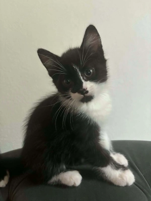 Niedliche Katzen.