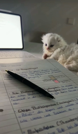 Perser Kitte 