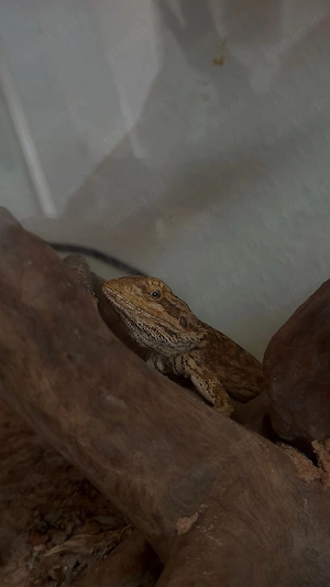 Zwergbartagame mit Terrarium 