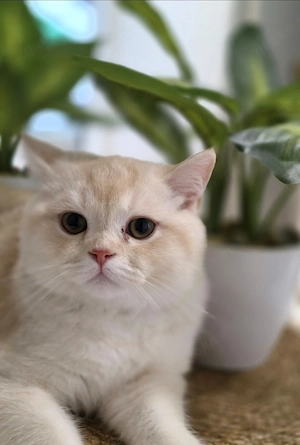 Britisch Kurzhaar Kater, 6 Monate, hellgoldene Farbe