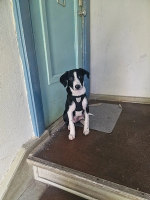 Labrador Mix Welpen 4 monate 