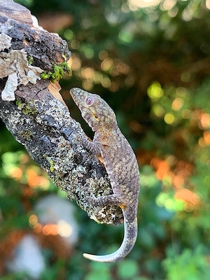 0.1 Chamäleongecko (Eurydactylodes agricolae) 