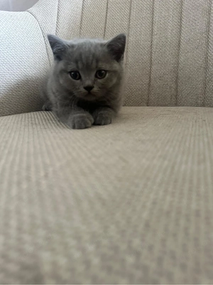 britische Kurzhaar kitten
