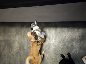 Maya und Sparky suchen ein liebevolles Zuhause.