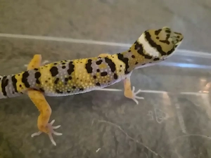 Mack snow Green Afghan tangerine Mix 