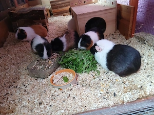 6 Meerschweinchen suchen neues Heim
