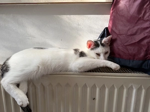 katzenbaby 