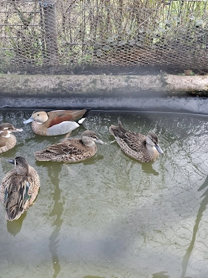 Blauflügelenten, junges blutsfremdes Paar