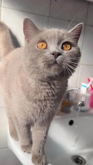 Bkh Katze weiblich 