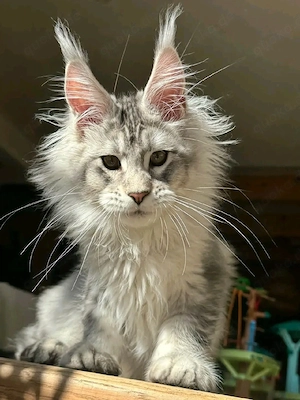 Liebevolle Maine-Coon-Kätzchen suchen ihr Für-immer-Zuhause