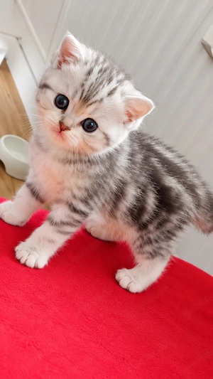 Zwei wunderschöne BKH- Kitten