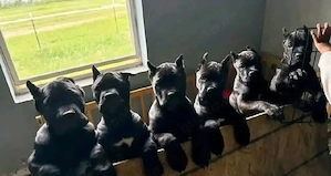 Herzensbrecher auf vier Pfoten   Cane-Corso-Welpen suchen Familie     