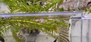 Axolotl abzugeben 