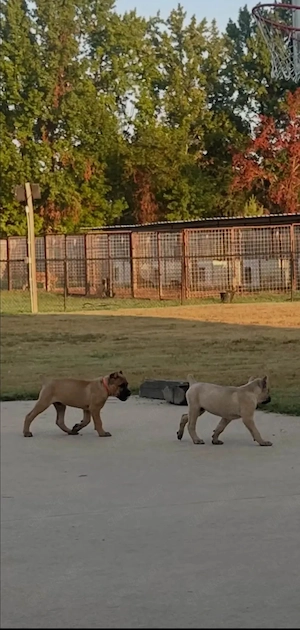 Cane-Corso-Welpen mit liebevoller Betreuung   Zuhause gesucht   