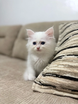 Persische Katze   Perserkater zu verkaufen 
