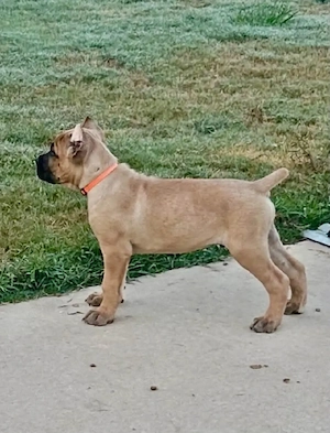 Cane Corso Welpen in liebevolle Hände abzugeben   
