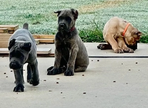 Kleine Cane-Corso-Welpen   große Persönlichkeit, großes Herz     