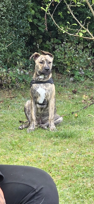 Schweren Herzens suchen wir für unseren Buddy ein neues, liebevolles Zuhause.     