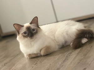 Liebevolle Siamkatze  Nof  abzugeben