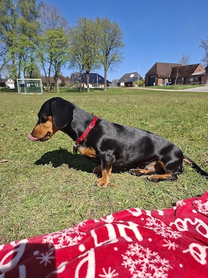 Reinrassige Dackel-Hündin (2 Jahre & 10 Monate) mit EU-Heimtierausweis & Mikrochip
