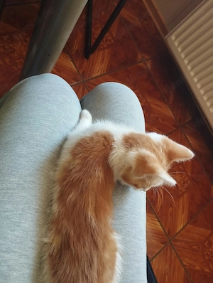 Wunderschöner kl Kater abzugeben 