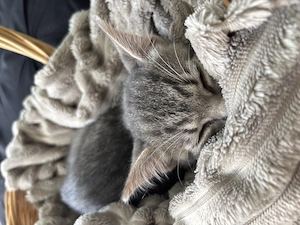 Kitten Junge Timo 12 Wochen alt