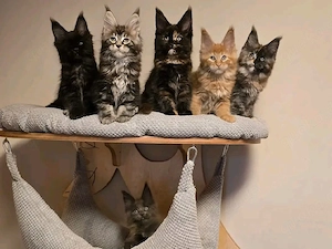 Liebevolle Maine-Coon-Kätzchen suchen ein neues Zuhause     