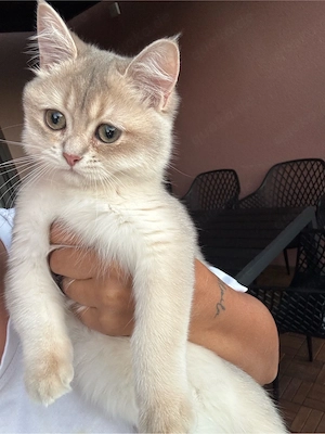 kitten golden ponit blue