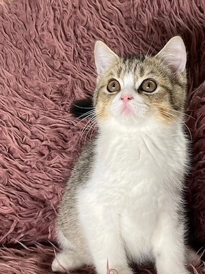 Bkh kater    Starkes Angebot   nur 1 Woche!   
