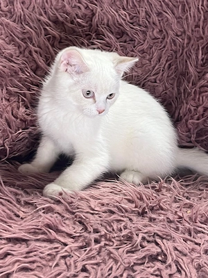 Bkh kater 