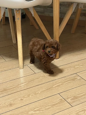 Darf ich Ihnen unsere süße kleine Ilvy vorstellen?