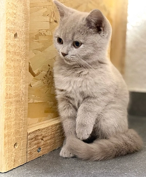 bkh kitten Lilac abholbereit 