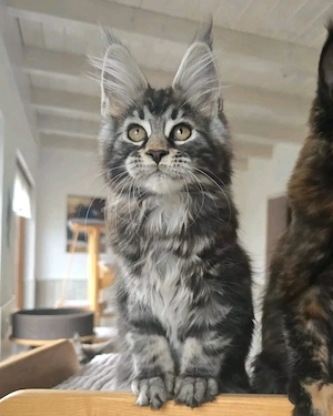 Liebevolle Maine-Coon-Kätzchen suchen ein neues Zuhause     